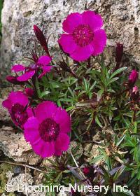 Dianthus alpinum 'Joan's Blood'